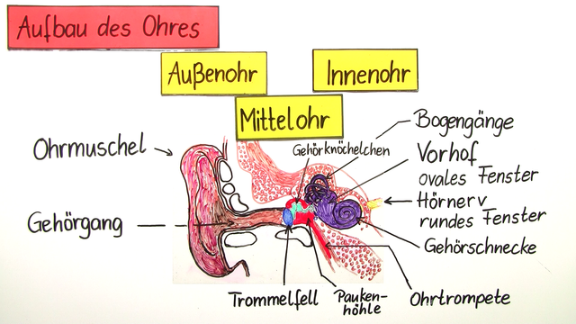 ohr-aufbau-und-funktion-das-ohr-aufbau-anatomie-und-wie-es